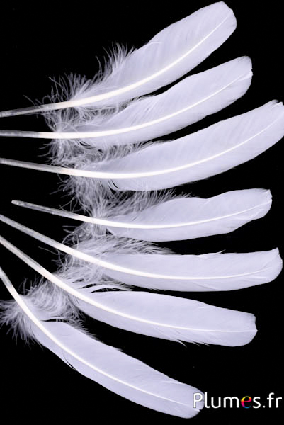 Oie - 15-21 cm - blanc